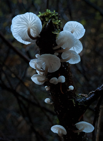 Mushrooms, Van Damme St Park #136