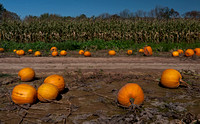 Harvest, Slack Farm, Bucks County, PA