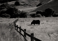Fernadez Ranch #003