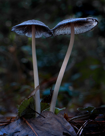 Mycena amicta, Boggs Moutain State Park